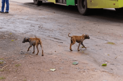 drunk man bites off stray dog\'s ear