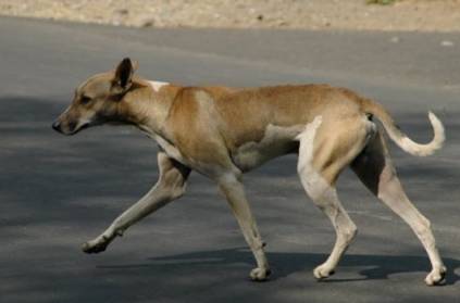 Mumbai - Woman beats dog to death for vomiting on doorstep
