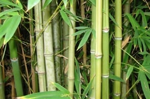 Union Budget 2018-19: National Bamboo Mission gets Rs 1,290 crore