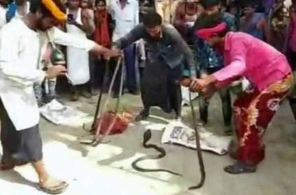 14 poisonous snakes recovered From UP village