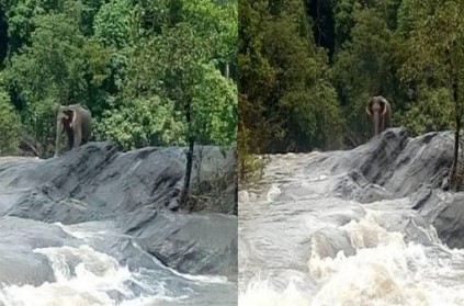 Elephant stuck in kerala flood rescued after shutting dam sluice gates
