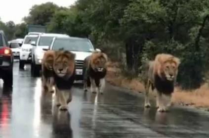Lions of Kruger park and sabi sand walks in roadways viral video