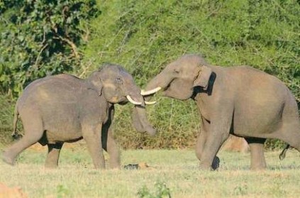 SC orders 11 luxury resorts on elephants pathway to be sealed