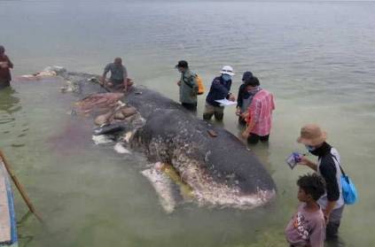 Viral whale found dead with 6 KG of plastics, 115 cups in its stomach