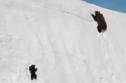 Watch Video: Bear Cub Tries to Climb a Snow Mountain