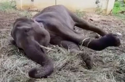 Salem temple elephant attains natural death
