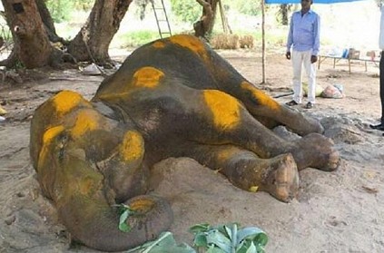 Siddha doctors claim that they can cure Salem elephant