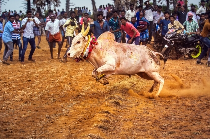 Tamil Nadu: Two gored to death during Manjuvirattu