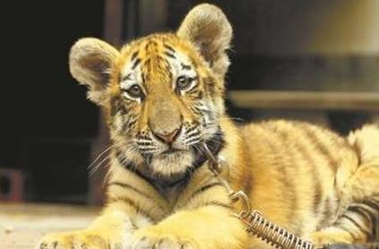 9 year old girl is best friends with a tiger cub