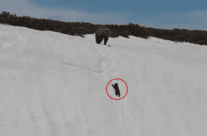 Bear baby tries to climb snow mountain to reach mom