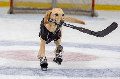 Benny the first ice skating dog in the world