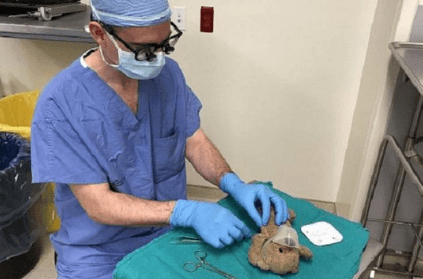 Doctor operates on teddy bear on request of 8 year old boy