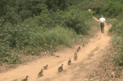 man trains ducklings to go on a hike with him