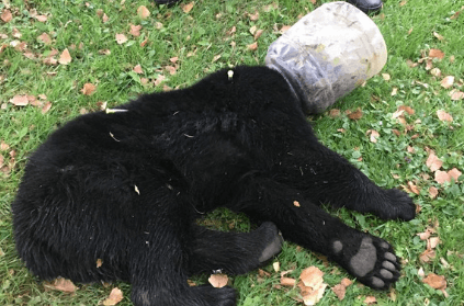 Officials rescue bear cub with its head stuck in a plastic jar