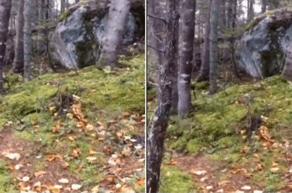 People are freaking out over video of the breathing forest
