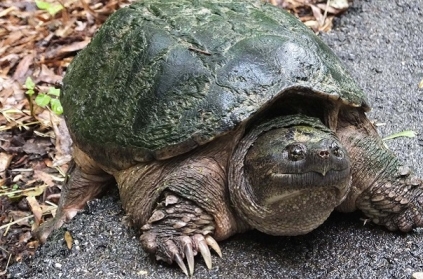 School teacher feeds live puppy to turtle as students watch. School teacher feeds live puppy to turtle as students watch.