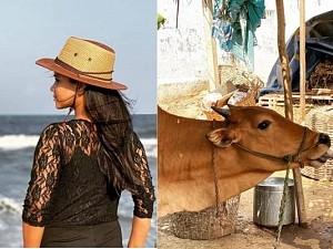 Famous tamil anchor celebrates her bday by feeding cake to a cow