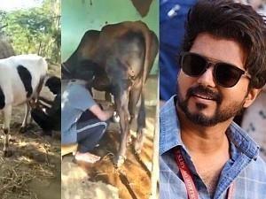 Master actor video milking cow doing household work goes viral ft Dheena