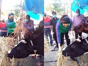 Ragini Dwivedi saves cows that were to be killed for lack of food