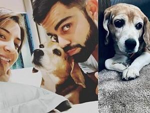 Virat Kohli and Anushka Sharma mourn the loss of their pet Bruno